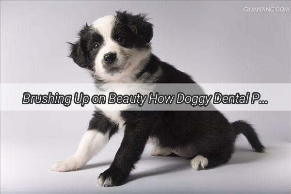 Brushing Up on Beauty How Doggy Dental Paste Transforms Your Pups Coat